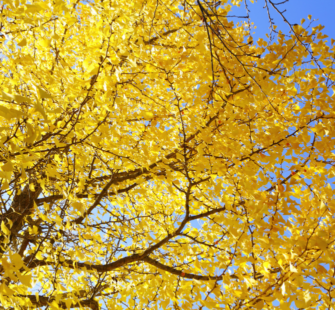 Community finance partnership with Treefo supporting tree planting and environmental impact